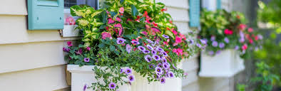 Apr 17, 2020 · consider revamping your window boxes. How To Plant Up Pots Containers Tubs Window Boxes Ltg