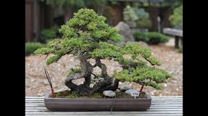 Bonsai trees thrive for years with proper care. Dwarf Japanese Garden Juniper Juniperus Procumbens Nana Youtube