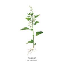 Image result for Atriplex patula