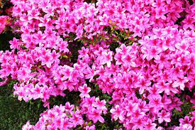 Florida flowering shrubs for sun. 47 Native Plants For Florida Flowers Shrubs And Trees Lawnstarter