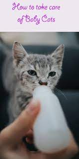Baby Cats How To Take Care Of Them Pooch N Cat Cat Health Baby Cats Kitten Care Cat Care