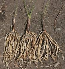 Image result for Tulbaghia acutiloba