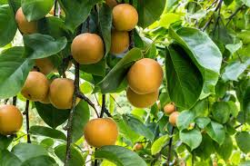 Image result for Pyrus pyrifolia