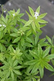Maybe you would like to learn more about one of these? Sweet Woodruff Spreads Quickly But Dormancy Lurks In Hot Dry Conditions Triblive Com