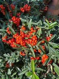 Image result for Caperonia fistulosa