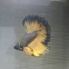 The successful breeding of mustard gas took 13 years. Srini Betta Fish