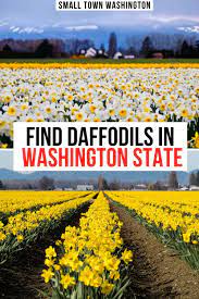 Skagit Valley Daffodils Where To Find Them Festival Facts In 2021 Travel Usa Mexico Travel Guides Travel Inspiration Destinations