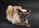 Abyssinian Cat Breed Information, Pictures ...