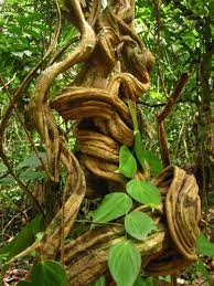 Pin By Gisela Marti On Selva Unique Trees Ayahuasca Plant Spirals In Nature