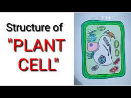 Plant cells also usually have a distinct shape. Diagram Of Structure Of Plant Cell How To Draw Plant Cell In Easy Way Plant Cell Structure Easy Way Youtube