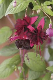 Veseys Fuchsia Flowers Fuchsia Garden Fuchsia Flower