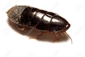 The giant burrowing cockroach (macropanesthia rhinoceros) is also known as the rhinoceros cockroach, and queensland giant cockroach. Australian Giant Burrowing Cockroach On White Background Stock Photo Picture And Royalty Free Image Image 83692231