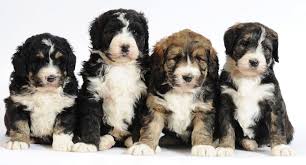 Red barn doodles is a quality small breeder located 30 min. Bernedoodle Info Temperament Training Diet Puppies Pictures
