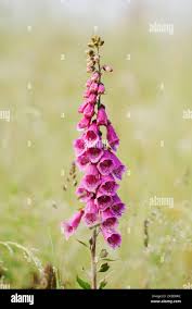 Image result for Digitalis purpurea alba/ red spots