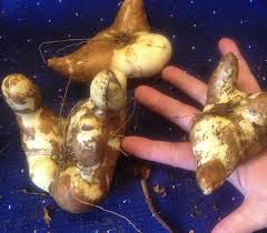 Image result for Littonia