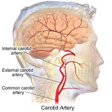 The carotid arteries can be felt on each side of the lower neck, immediately below the angle of the jaw. Common Carotid Artery Wikipedia
