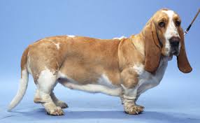 We did not find results for: Basset Hounds Burke S Backyard