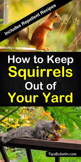 By sara nielsen last update: Tips And Tricks For How To Keep Squirrels Out Of Your Yard Learn The Best Ways To Keep Pesky Squirrels From G Get Rid Of Squirrels Squirrel Repellant Squirrel
