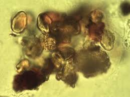 Image result for Pleurostylia capensis