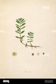 Image result for Bergia capensis