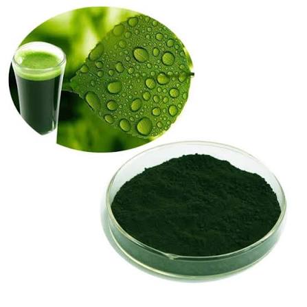 Mulberry Leaf-Extract Powder Sodium Copper Chlorophyll