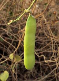 Image result for Canavalia gladiata