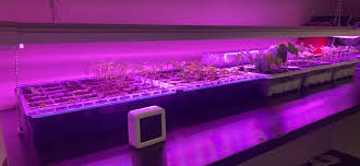 Antlux 4ft led grow lights 50w full spectrum. Reviews Antlux 4ft Led Grow Lights 50w Full Spectrum Integrated Growing Lamp Fixtures For Greenhouse Hydroponic Indoor Plant Seedling Veg And Flower Plug In On Off Pull Chain Included M Antlux Com