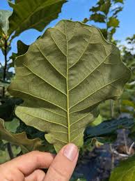 Image result for white oak leaf