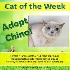 Cat Of The Week China Cats Cat Adoption Cat Help