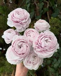 Image result for Ranunculus volkensii