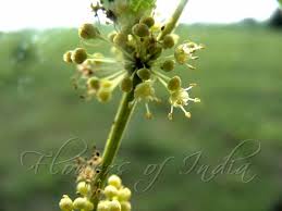 Image result for Flueggea virosa