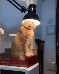 Cat Found Warmest Place On House Cat Gif Cats World Cat