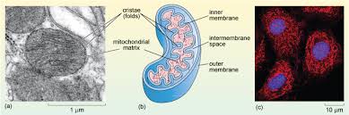 Blood flows through the liver. A Tour Of The Cell Figure 22 A Electron Micrograph Of Mitochondria From A Rat Liver Cell The Double Membrane And Cristae Are Clearly Visible B Schematic Diagram Of A Mitochondrion C