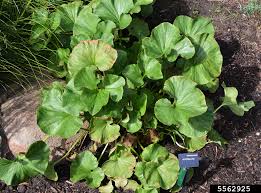 Image result for Gunnera perpensa