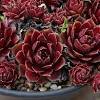 During the spring and summer, the plants are thriving and drinking up. 1