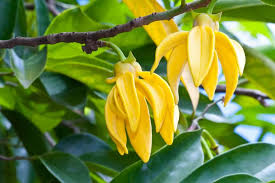 Healthy moisture is public enemy. Benefits Of Ylang Ylang Essential Oil For Hair Scratch Mommy