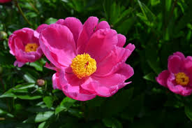 Add elegance to your garden with peonies from white flower farm. Fun Facts About Peonies Frankie Flowers Grow Eat Live Outdoors Your Garden Expert