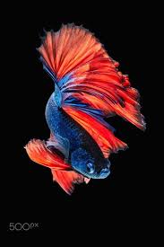 Pin By Dreamality On Escultura In 2020 Betta Fish Siamese Fighting Fish Betta