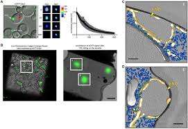 • troubleshooting aaa authorization failure errors. A Selective Autophagy Pathway For Phase Separated Endocytic Protein Deposits Biorxiv