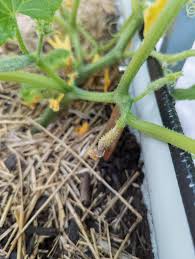 Image result for male flowers cucumber