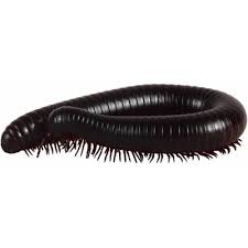 Descriptionmbabane black & white millipede.jpg. Millipede Korean Translation Longman