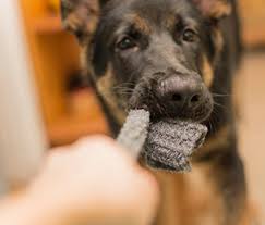 Accordingly, they naturally expect puppies to stop chewing everything in sight. How Can I Get My Adult Dog To Stop Chewing On Things He Shouldn T