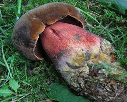 Hymenium Forme De Tubes Ou Mousse Champignons Passion Champignon Comestible Champignon Photos De Champignons