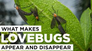 Soapy water in a bucket. What Makes Lovebugs Appear And Disappear Youtube