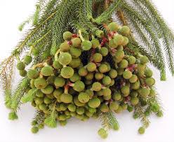 Image result for Barleria galpinii