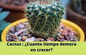 Los cactus sí tienen raíces. Cuanto Tiempo Demora El Cactus En Crecer Tu Huerto Urbano En Casa Planta Tu Huerto