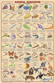 Animal Kingdom Classification Poster Animal Classification