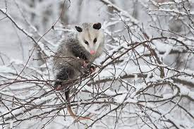 Opossum In The Snow Opossum Snow Animals Awesome Possum