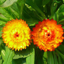 Image result for Helichrysum globosum