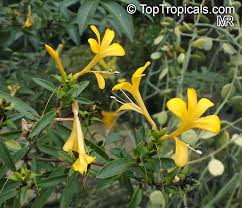 Image result for Barleria sp. D (near holubii)